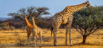 African Explorer