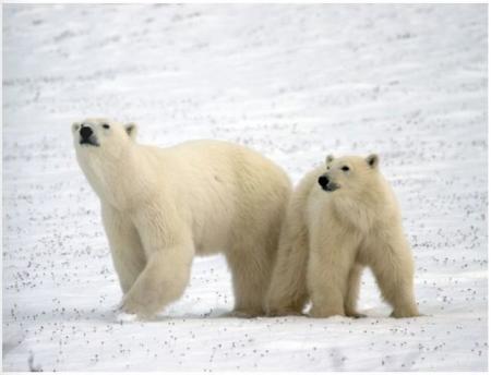 Zug - Eisbären an der Hudson Bay