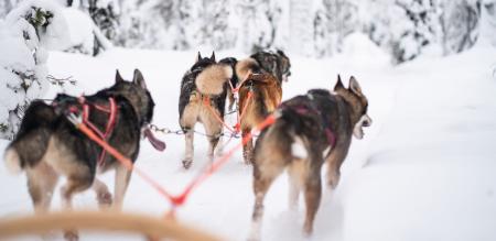 Zug - Hundeschlitten-Woche in friedvoller Traumlandschaft