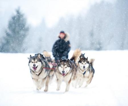 Zug - Hundeschlitten-Wildnis-Woche