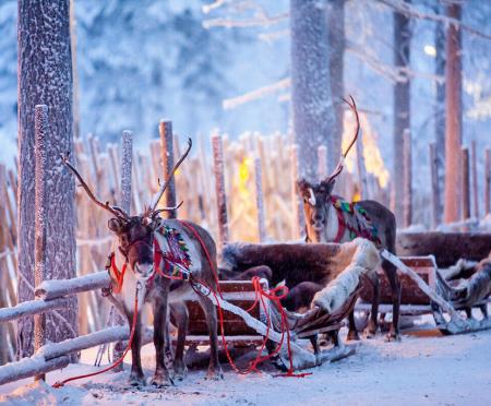 Zug - Magische Weihnachten unter Rentieren in Finnland