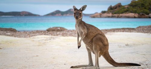 Zug - Einmal quer durch Australien | Mit kleinen und gro&szlig;en Z&uuml;gen von Adelaide bis Cairns
