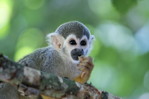 Zug - Costa Rica Aktiv – Monteverde & Regenwald