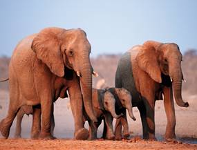 Afrcian Explorer - Erlben Sie Elefanten